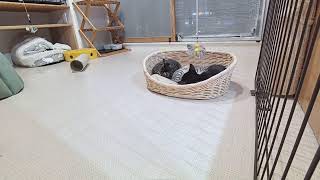 ■子猫室■子猫三匹■　20240515　12：52〜