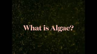 What is Algae?