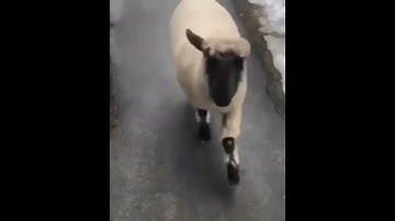 Shaun The Sheep is Real 🤣 #shorts #tiktok #tiktokvideo  tik tok