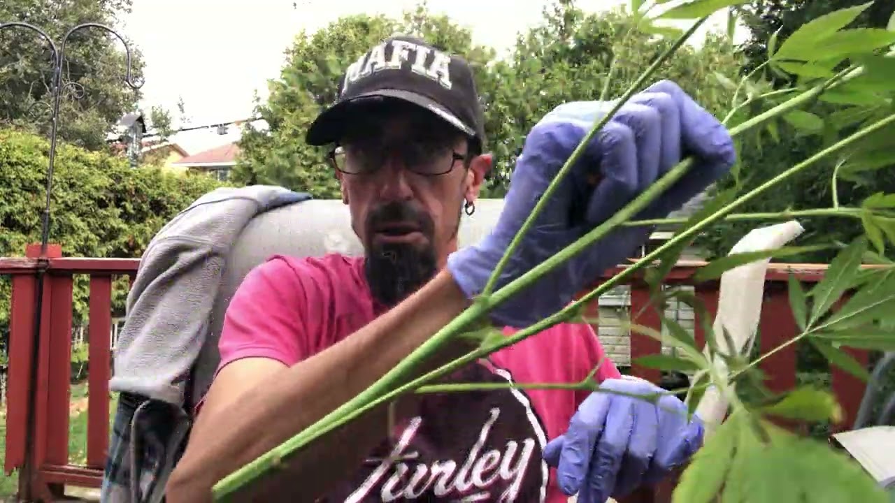 Как проводить влажную обрезку сорняков