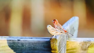 House Finch, origin from Southwestern United States, color contrasts are blurred from a cursory view