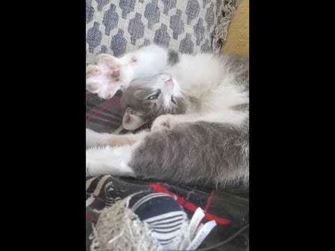 Baby Cat Fantasy Football Week 1