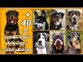 نتيجة تهجين أكثر من 40 أشهر الكلاب مع الروت وايلر|| Best 40 Rottweiler Mixes