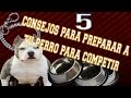 5 Consejos para preparar a tu perro para competir