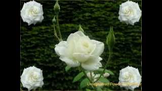 Fleurs pour vous - Gina Rocha