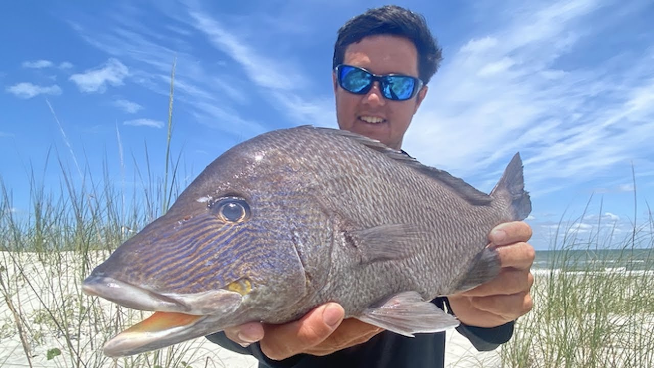 Grunt Fish grunt-fish