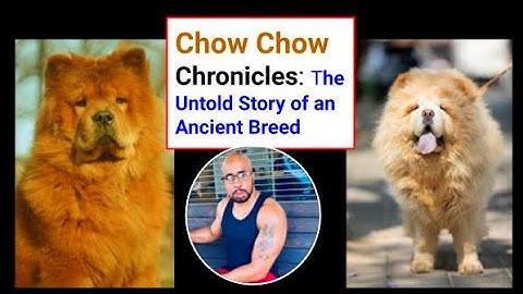 The Chow Chow (History and Traits)