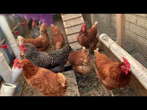 Video Hướng dẫn nuôi gà tại nhà ở Mỹ - Dọn dẹp chuồng gà - youtube