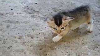 These Kittens Lost Their MAMA by Animals Love 243 views 5 years ago 41 seconds