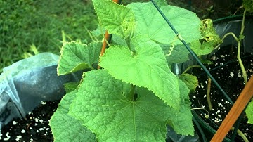 Cucumber tendril time lapse