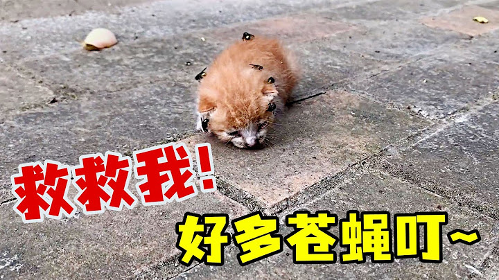 接孩子回家路上遇見一隻小奶貓被蒼蠅叮滿全身，成了它們產卵的窩巢，太嚇人了！【#救助 #溫暖 #流浪貓 #正能量 #動物 #暖心 #社會 #貓咪  #流浪動物救助 #真實故事 #收養 #生命 】 - 天天要聞