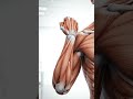 human arm movement