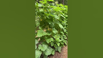 Growing Cucumbers Vertically