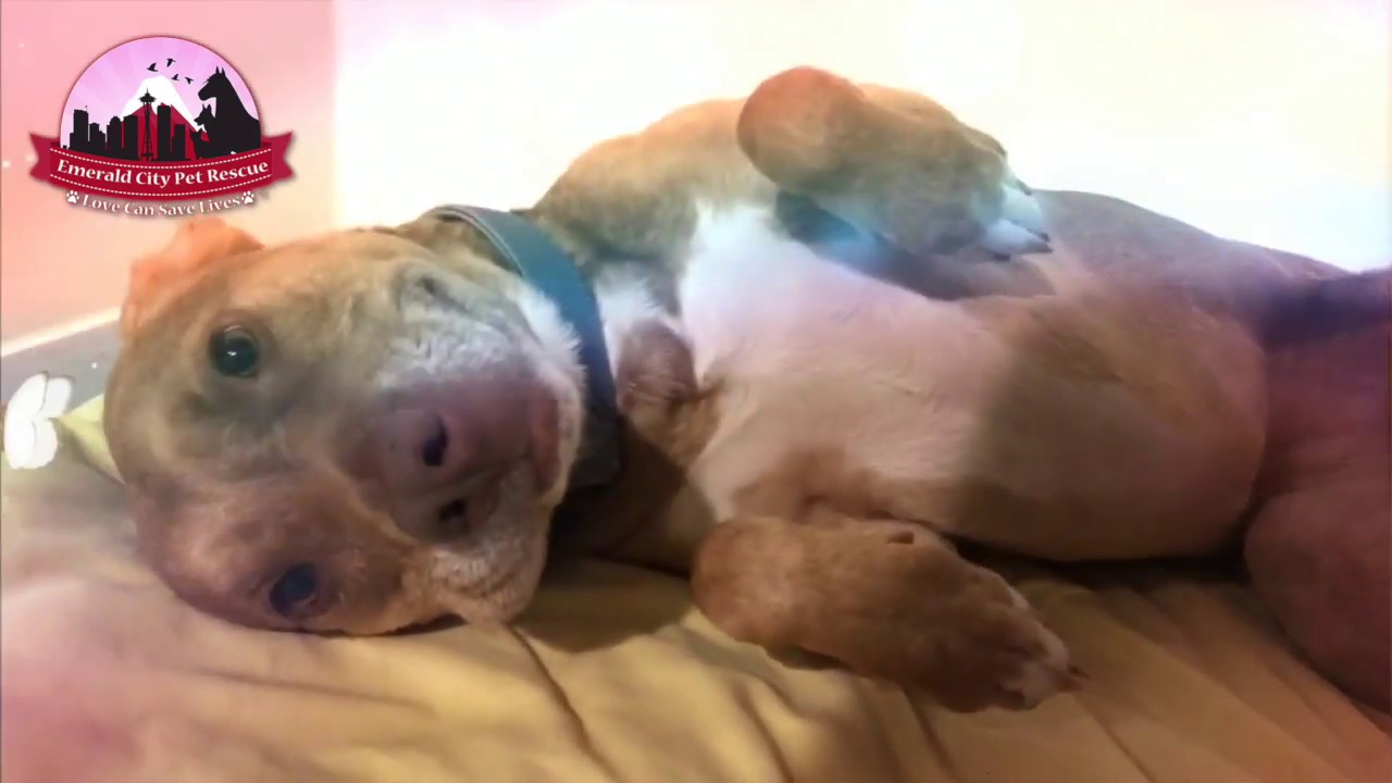 rescue dogs rock nyc Available for Adoption: Mia