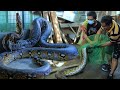 FARM BIGGEST PET│ Actual transfer of my biggest pet snake in the farm ( New cage for my snake)