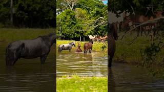 Cavalos tomando banho no lago e cachorro latindo