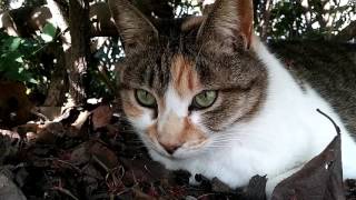 ビジネス街の公園の植え込みの中にいた野良猫
