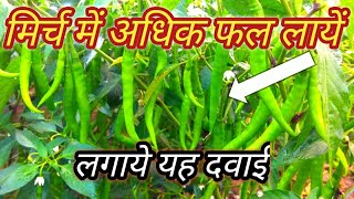 मिर्च के पौधे पर अधिक मिर्च कैसे लायें|| mirch me adhik phal laye |mirch me phal or phool ki dawai |