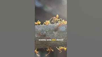 The Secret Language of Ants: Communication Revealed!