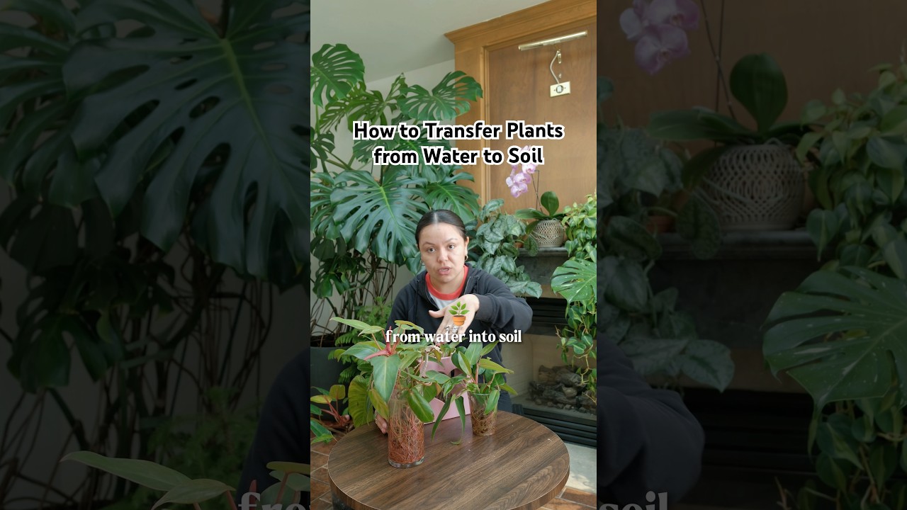 How to Successfully Transfer Plants from Water to Soil! #plants #plantcare  #houseplants - YouTube