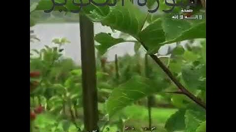 القارئ ابونورالدين سورة التكوير