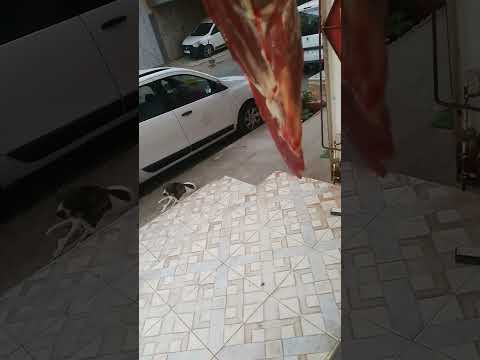 من يحاسب الكلب على المجاز رة