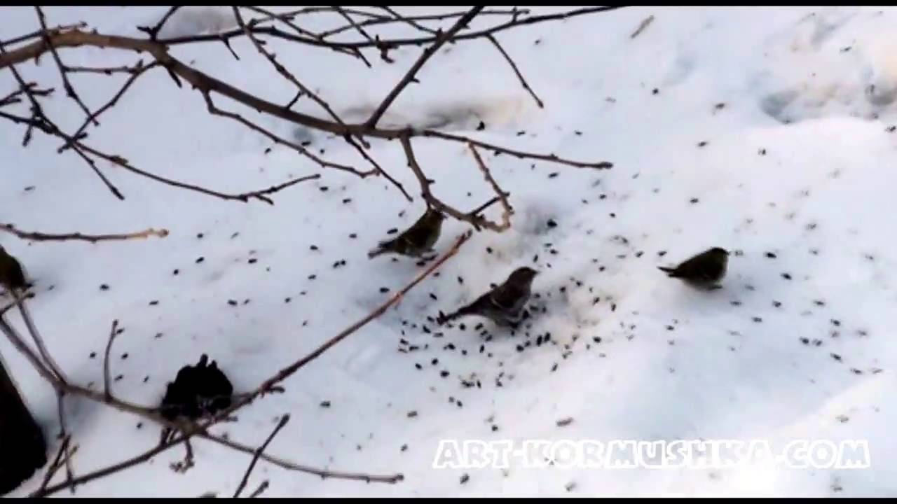 Чечётки и чижи - YouTube