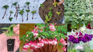 धेरै रंगहरूमा पाइने/अति सुन्दर बारहमासी फुल्ने/हेरचाह गर्न सजिलो हुने | Fuchsia Plant कसरी रोप्ने।