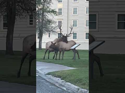 Elk rut Yellowstone NP #elk #rut #nature #yellowstone #camping #hiking #youtubeshorts #wildlife