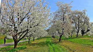 Kirschblüte Franken- Letztes Weiß Im Trubachtal