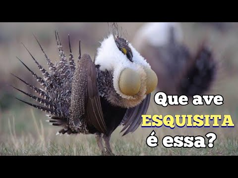 Vídeo: Tudo Sobre A Série 