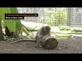 A sweet surprise for 31 rescued monkeys!