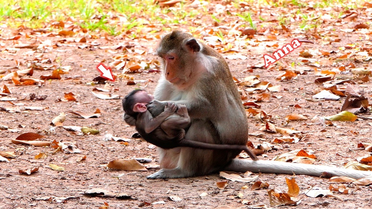 Anna's difficult life and the exhausting task of disciplining her daughter