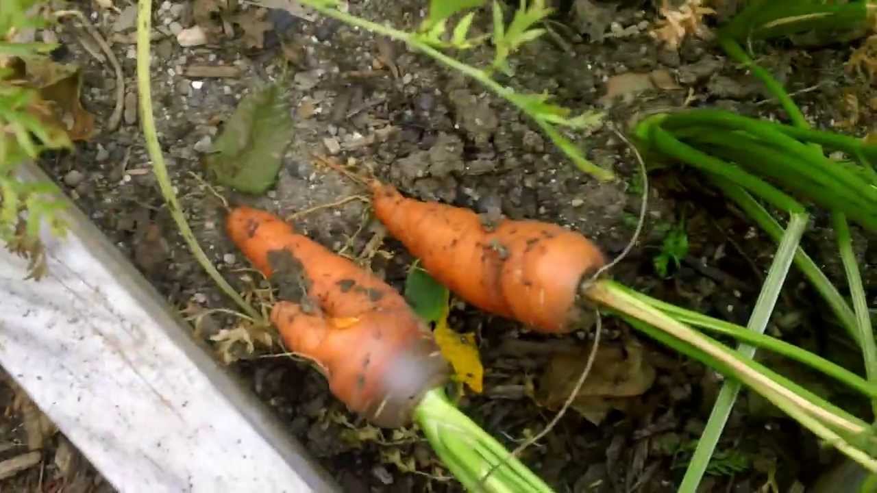 When To Harvest Carrots