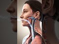 Human Respiratory System | Realistic 3D Anatomy Animation#heartbit #3danimation #nurse #hospital