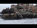 Lobos Marinos - Sea Lions @ Chile Pacific Coast