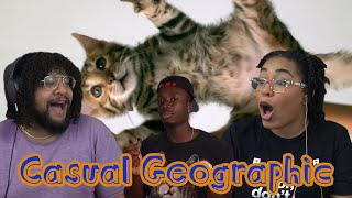 The Insane Plot Armor Of Cats | Casual Geographic Reaction ft. Chavezz