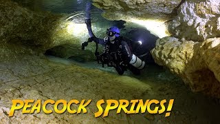 Peacock Springs Cave Dive (Can we make it to Olsen Sink?)
