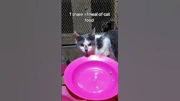 Every bit of your donation counts. Please click on the links in bio to donate#help #cat