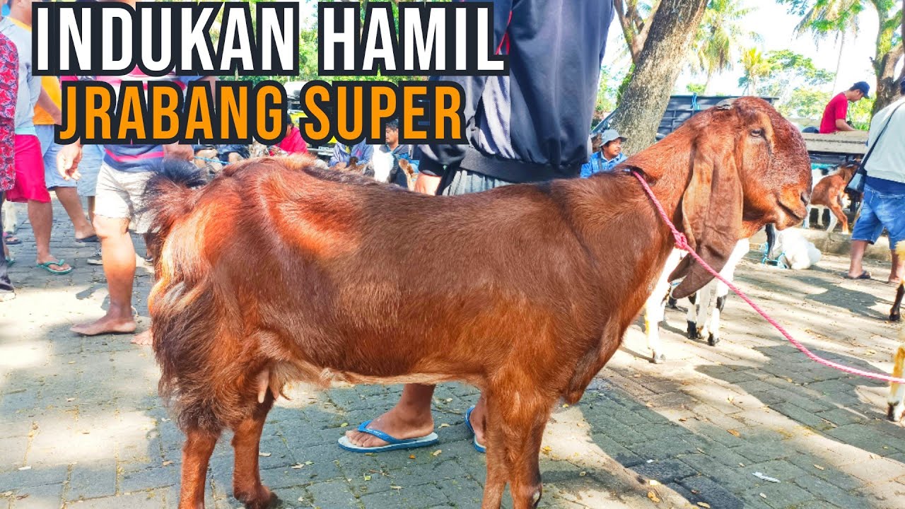 UPDATE HARGA KAMBING HARI INI DI PASAR HEWAN WLINGI-BLITAR. KAMIS, 21 AGUSTUS 2025.