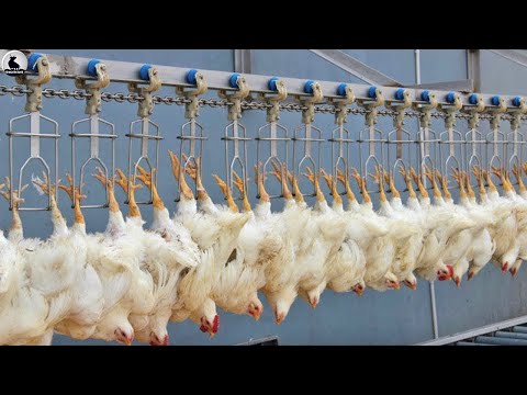 Increíble Matadero de pollos - Moderna línea procesamiento pollo en fábrica