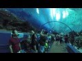 Acuario de Atlanta, Georgia, USA 2016