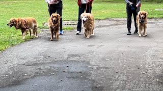 Four Golden Retrievers Gang Up On Labrador Retriever