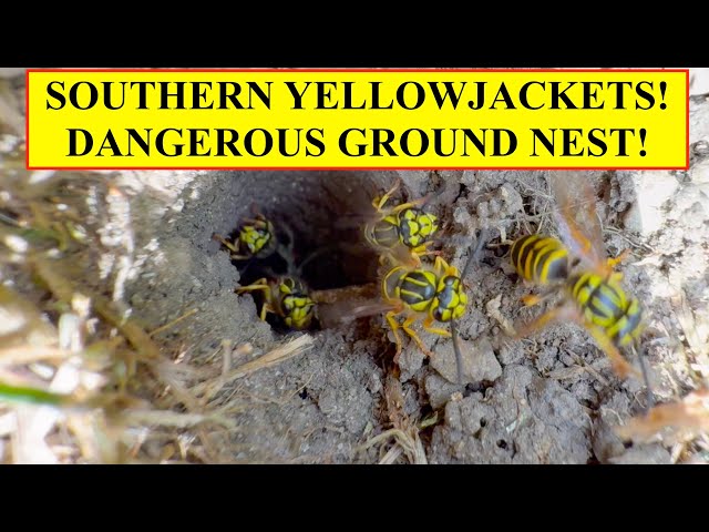 Ground Yellow Jackets Family