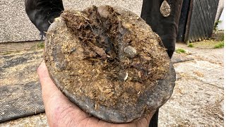 Old Nail And Stone Stuck In This Hoof, Can You See Them? (Hoof Restoration)