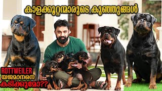 ROTTWEILER നെ വളർത്തും മുന്നേ || Vickies Greeny