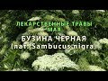 Лекарственные растения Мая &quot;Бузина черная&quot;