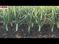 The 2 most important tips for growing big onions