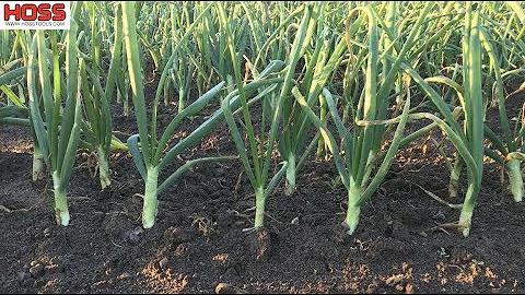 The 2 Most Important Tips for Growing Big Onions