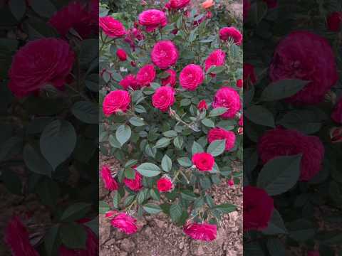 cute red roses.😍 #rosegarden #beautiful #flowergarden #trending